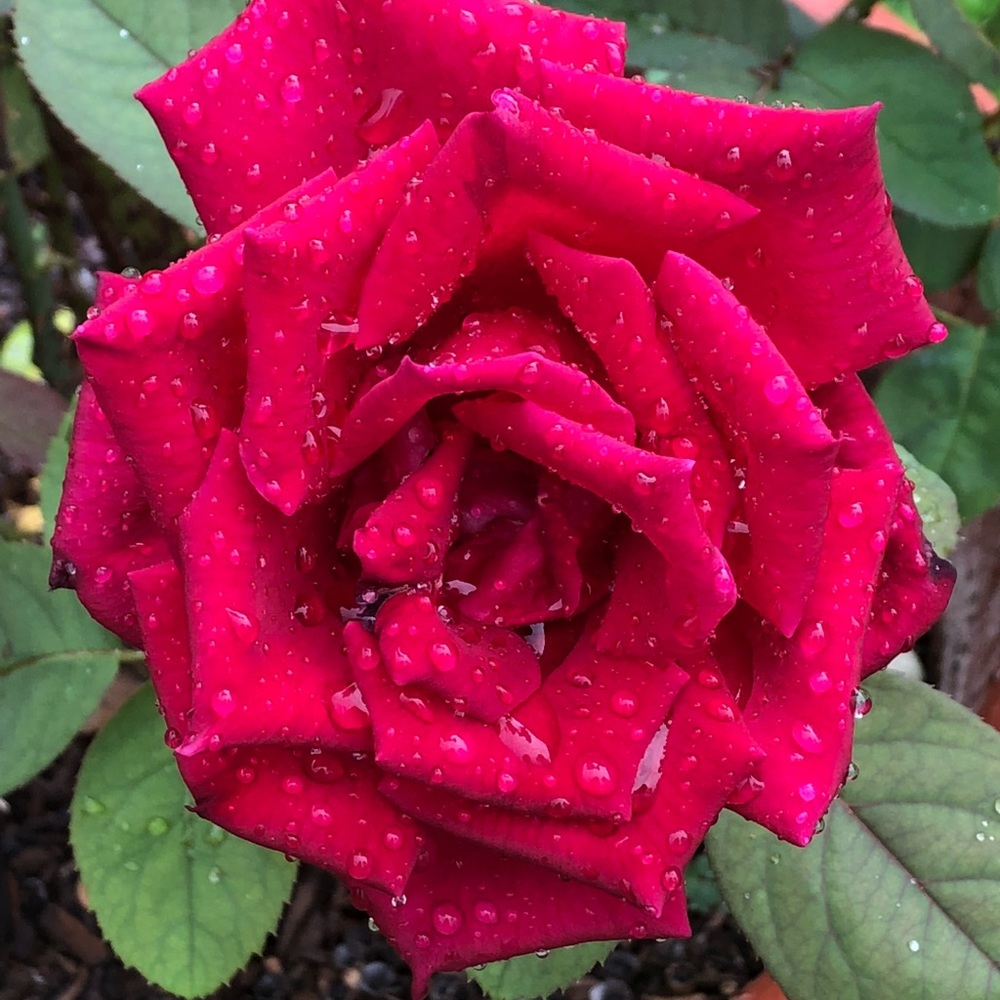 Meet your Posher, Gudelia